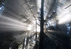 Redwood Forest